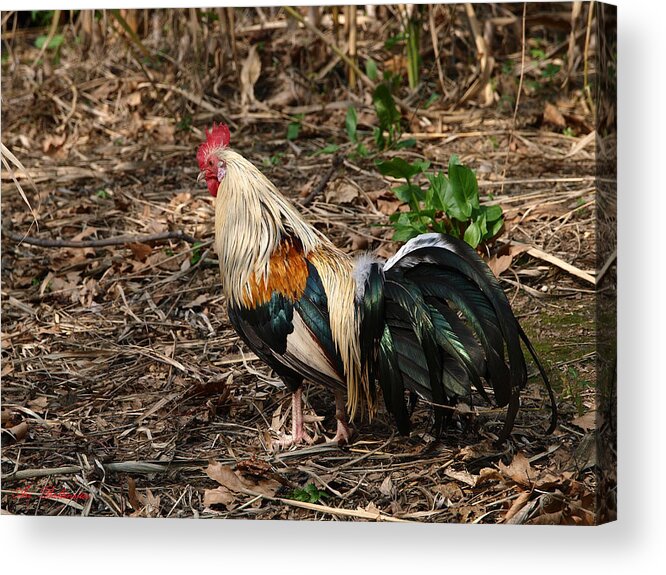 Cock Acrylic Print featuring the photograph Superstar by Arik Baltinester