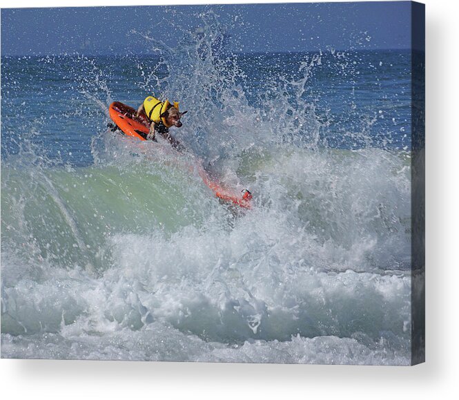 Dog Acrylic Print featuring the photograph Surfing Dog by Thanh Thuy Nguyen
