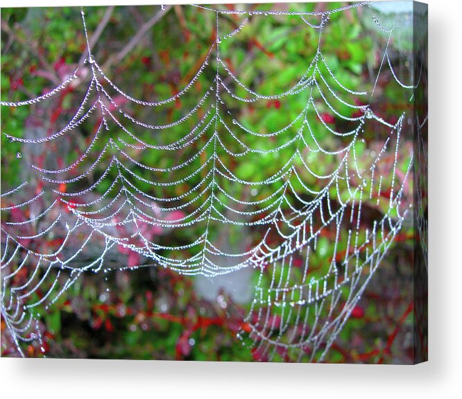 Spiders Acrylic Print featuring the photograph Surfing the Web by Randy Rosenberger