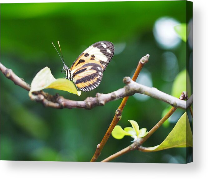 Olympus Acrylic Print featuring the photograph Surprised by Jessica Myscofski