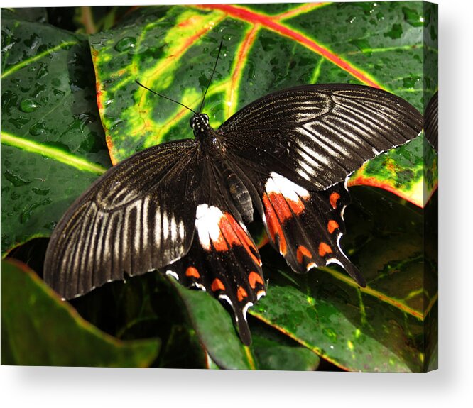 Red Acrylic Print featuring the photograph Swallowtail Butterfly by Laurel Powell