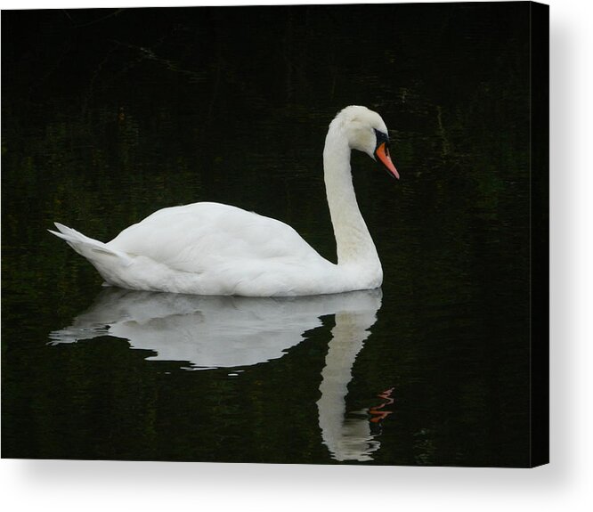 Swan Acrylic Print featuring the photograph Swan by Kyle Hillman