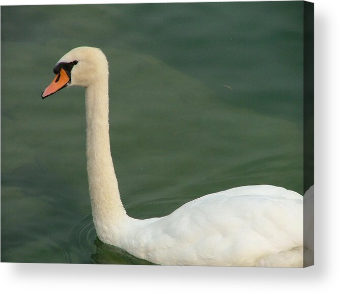 Swan Acrylic Print featuring the photograph Swan's portrait by Rita Fetisov