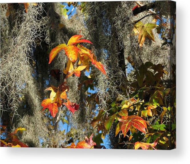 Nature Acrylic Print featuring the photograph Sweetgum in Fall by Peggy Urban