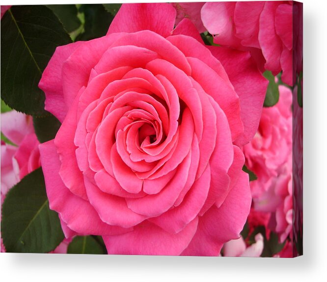 Roses Acrylic Print featuring the photograph Swirls of Wonder by Anjel B Hartwell