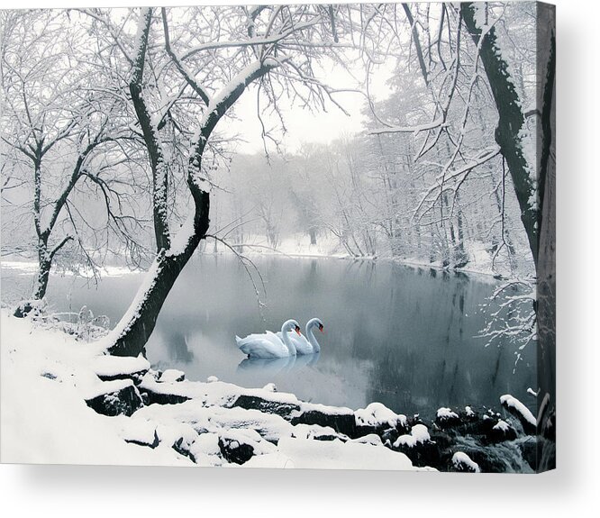 Winter Acrylic Print featuring the photograph Synchronicity by Jessica Jenney