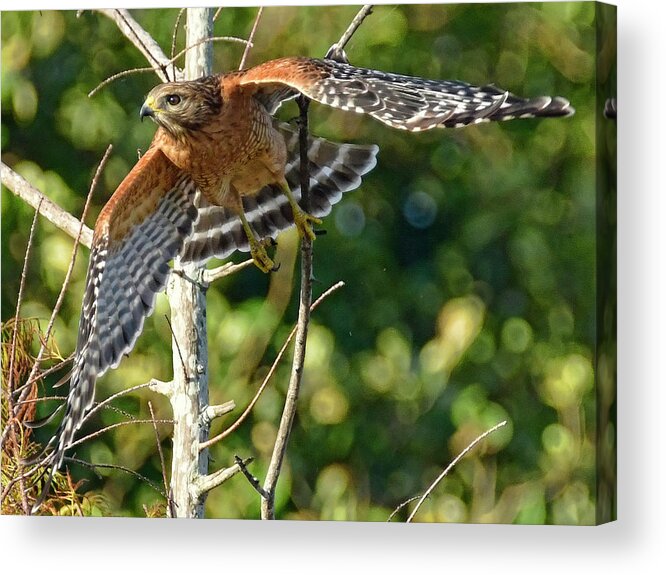Hawk Acrylic Print featuring the photograph Take Off by Don Durfee