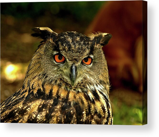 Birds Acrylic Print featuring the photograph Tawny Owl by Richard Denyer