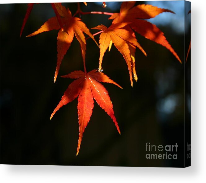 Fall Acrylic Print featuring the photograph Tearful Farewell by Marie Neder