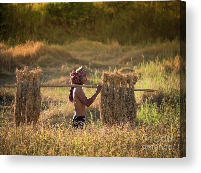 Turban Acrylic Print featuring the photograph Thai farmer carrying the rice on shoulder after harvest. by Tosporn Preede