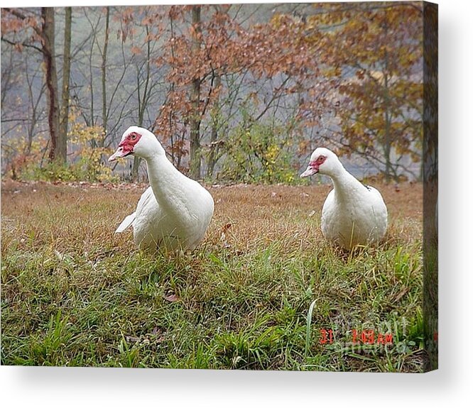 Ducks Acrylic Print featuring the photograph That A Way by Donald C Morgan