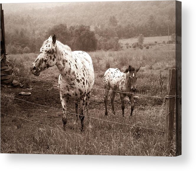 Appaloosa's Foal Acrylic Print featuring the photograph The Appaloosa's Foal... Hop Bottom PA. by Arthur Miller