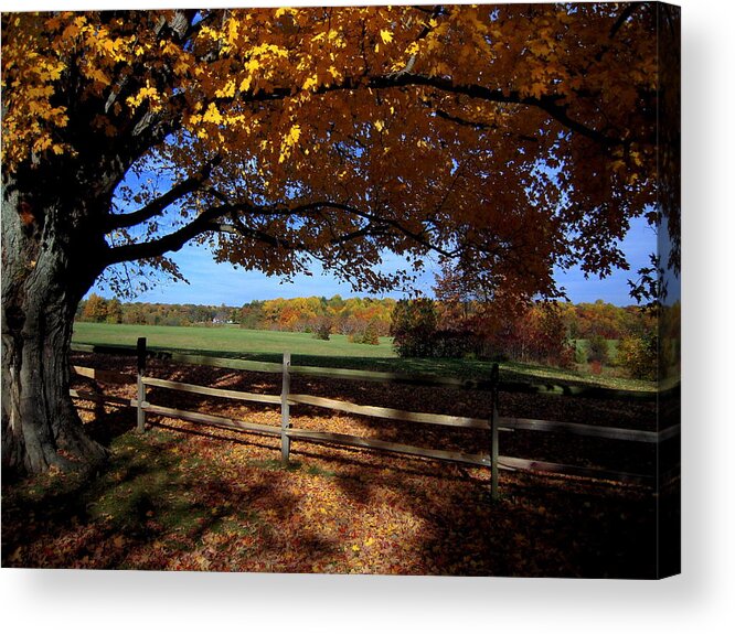 Trees Acrylic Print featuring the photograph The Autumn Tree by Don Struke