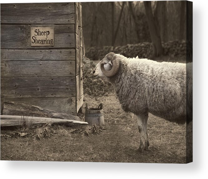 Sheep Acrylic Print featuring the photograph The Big Day by Robin-Lee Vieira
