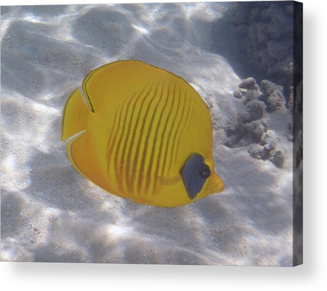 Fish Acrylic Print featuring the photograph The Bluecheeked Butterflyfish Red Sea by Johanna Hurmerinta