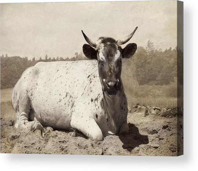Longhorn Acrylic Print featuring the photograph The Boss by Robin-Lee Vieira