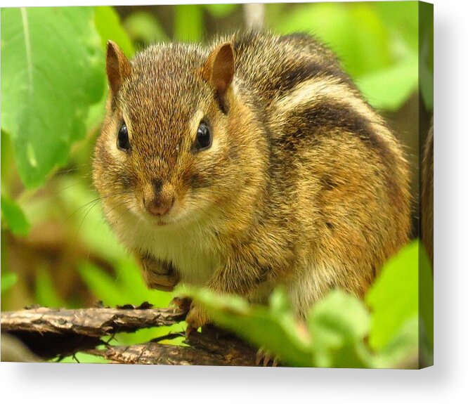 Chipmunk Acrylic Print featuring the photograph The Chipster by Lori Frisch