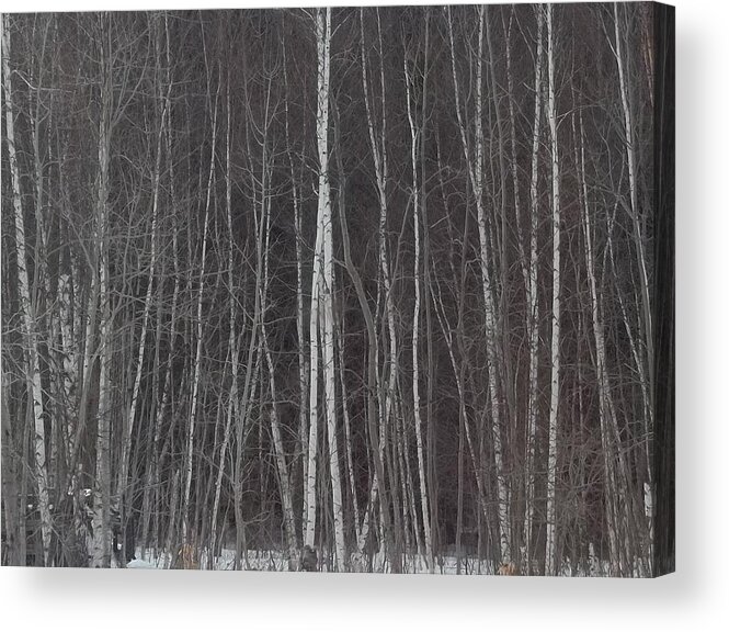 Trees Acrylic Print featuring the photograph The Dark Beyond The Trees by Jackie Mueller-Jones