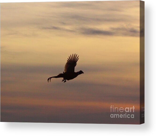  Bird Acrylic Print featuring the photograph The flight of the michigan Phesant by Robert Pearson