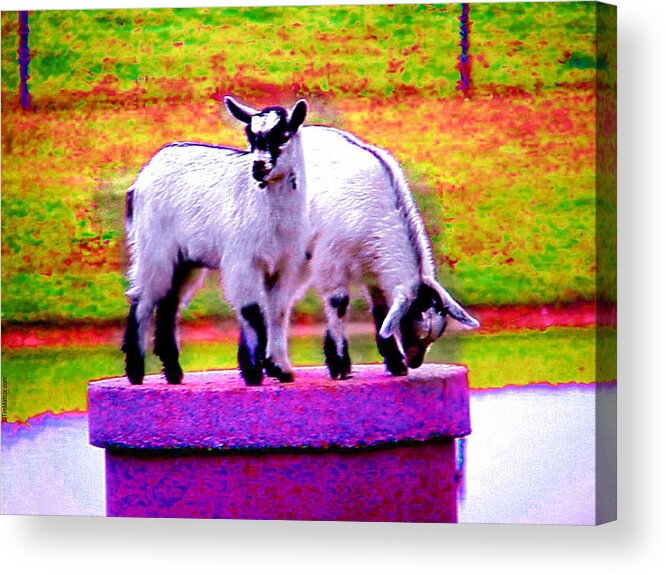 Goats Acrylic Print featuring the photograph The Goats by Tim Mattox