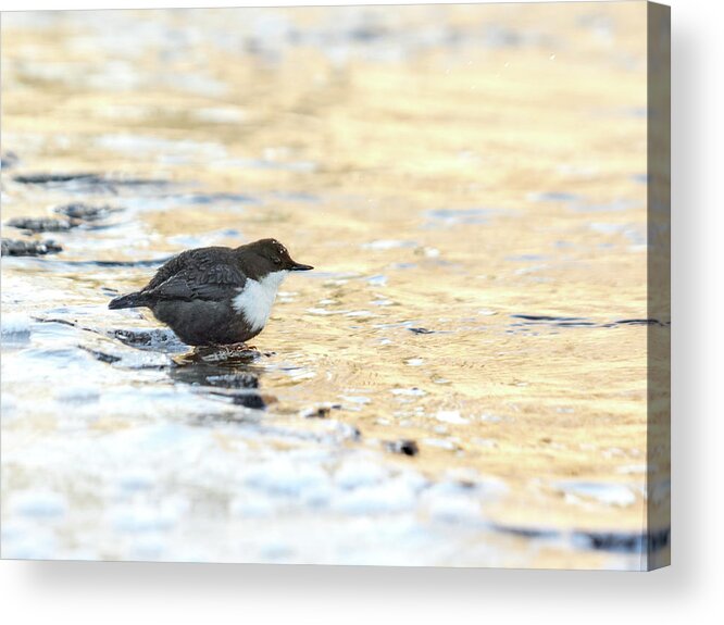 Lehtokukka Acrylic Print featuring the photograph The Golden river. White-throated dipper by Jouko Lehto