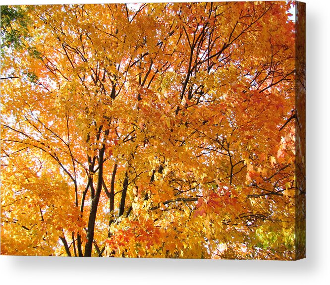 Autumn Acrylic Print featuring the photograph The Golden Takeover by Robert Knight