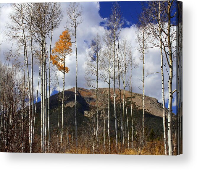 Silverthorne Acrylic Print featuring the photograph The Last Hurrah by Fiona Kennard