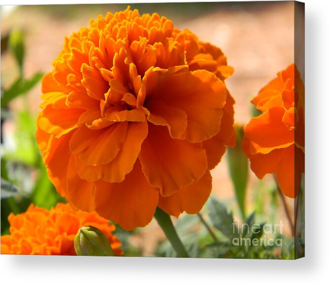 Flower Acrylic Print featuring the photograph The Last Marigold by Leslie Revels