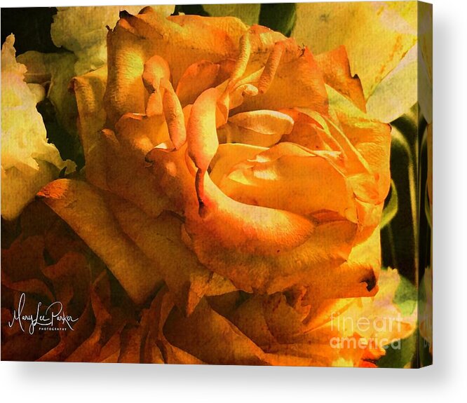 Photograph Acrylic Print featuring the photograph The Last Rose by MaryLee Parker