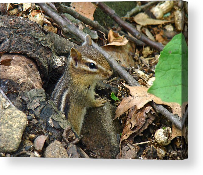 Chipmunk Acrylic Print featuring the photograph The Lookout by Carol Senske