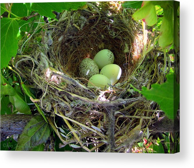 Nest Acrylic Print featuring the photograph The Next Generation by Joyce Dickens