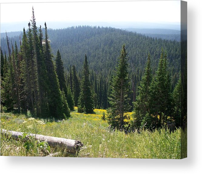 Landscape Acrylic Print featuring the photograph The Pine Trees by Remegio Onia