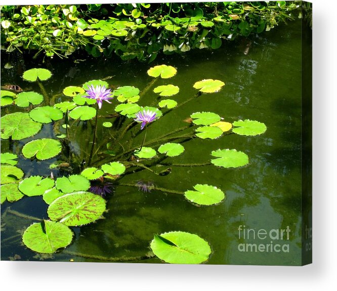 Lily Pad Acrylic Print featuring the photograph The Pond by Robert D McBain