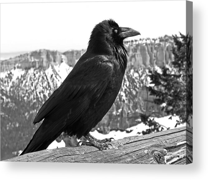 Black And White Acrylic Print featuring the photograph The Raven - Black and White by Rona Black