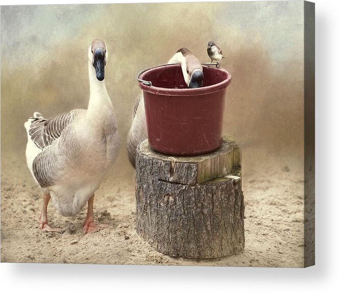 Geese Acrylic Print featuring the photograph The Red Bucket by Robin-Lee Vieira