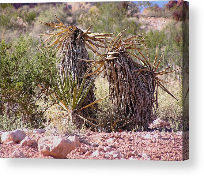  Acrylic Print featuring the photograph The Survivors At Red Rock by Carl Wilkerson