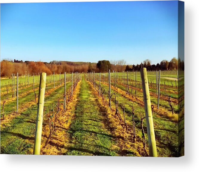 Landscape Acrylic Print featuring the photograph The Vineyard by Chris Montcalmo