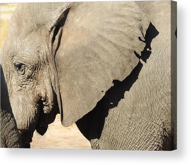 Elephant Acrylic Print featuring the photograph The Weathered Look by Betty-Anne McDonald