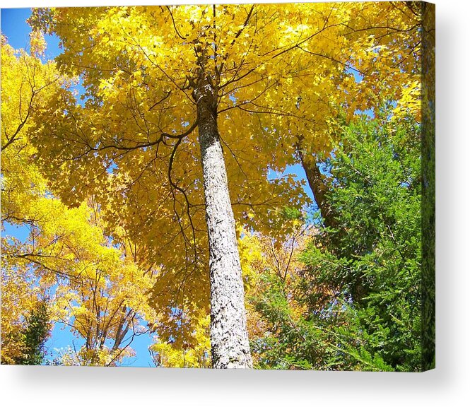 Autumn Acrylic Print featuring the photograph The Yellow Umbrella - Photograph by Jackie Mueller-Jones