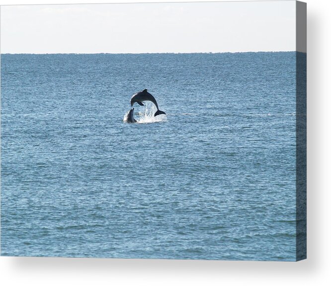 Dolphins Acrylic Print featuring the photograph The Yin and The Yang by Jacob Stempky