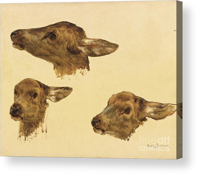 Rosa Bonheur 1822 - 1899 Three Studies Of A Doe's Head. Little Animals Acrylic Print featuring the painting Three Studies Of A Doe Head by MotionAge Designs