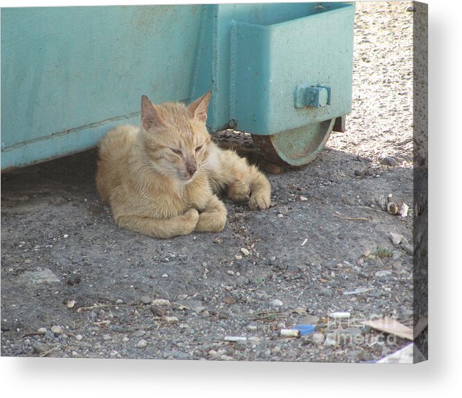 Cat Acrylic Print featuring the photograph Tiberius Israel Cat #3 by Donna L Munro