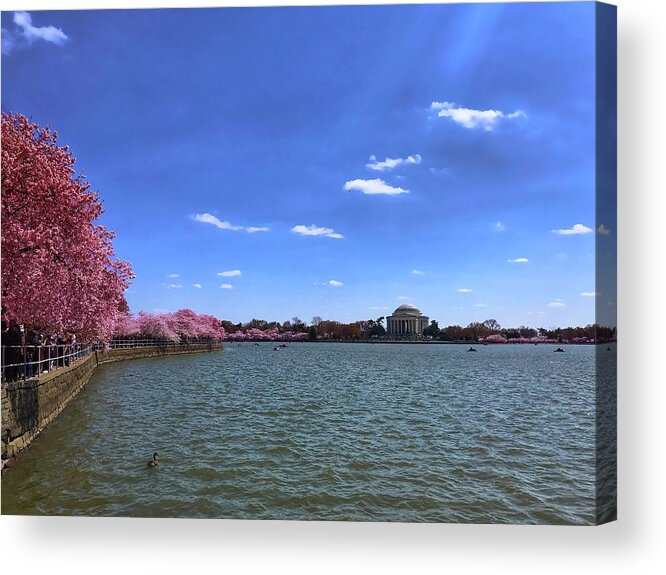 Cherry Blossoms Acrylic Print featuring the photograph Tidal Basin Cherry Blossoms by Chris Montcalmo