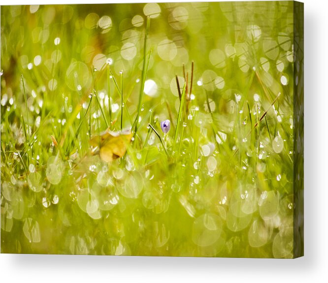 Grass Acrylic Print featuring the photograph Time by Lara Morrison