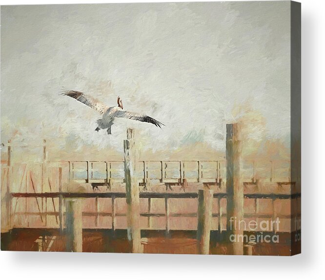 Eastern Brown Pelican-pelecanus Acrylic Print featuring the photograph Time To Go by Scott Cameron