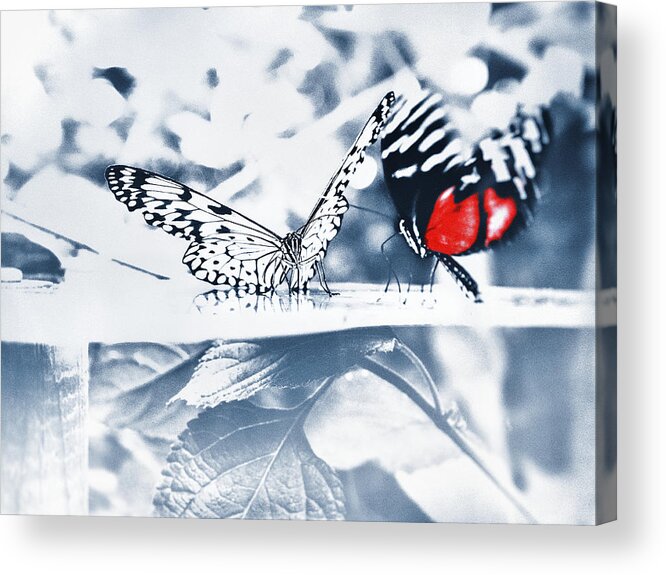 Butterflies Acrylic Print featuring the photograph Times of Butterflies 2 by Jaroslav Buna