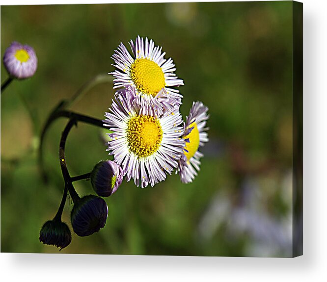 Daisy Acrylic Print featuring the photograph Tiny Little Weed -2- by Bob Johnson