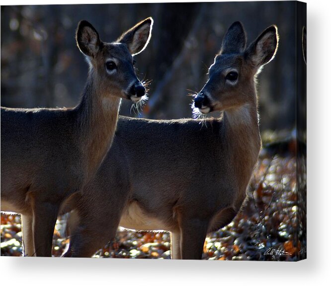 Deer Acrylic Print featuring the photograph Together Again by Bill Stephens