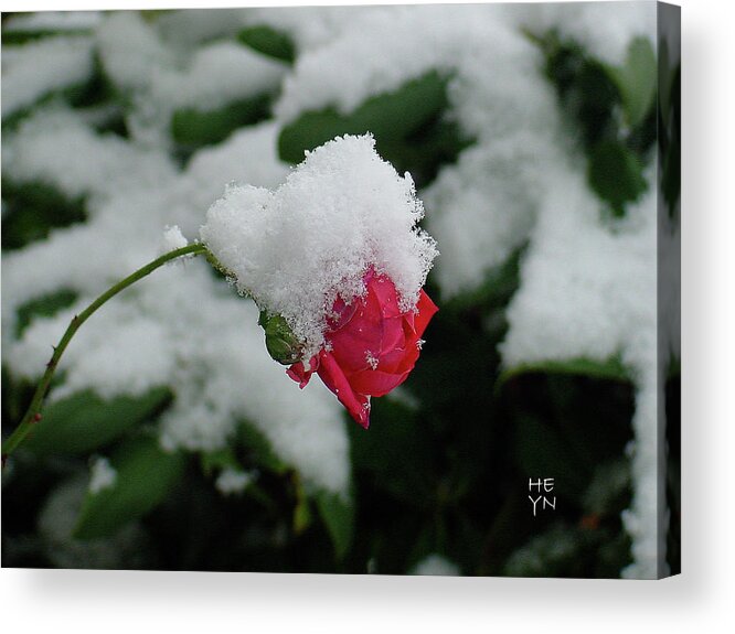 Red Acrylic Print featuring the photograph Too Soon Winter - Red Rose by Shirley Heyn