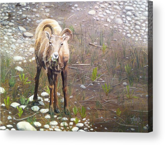 Big Horn Sheep Acrylic Print featuring the painting Tourist Attraction by Tammy Taylor